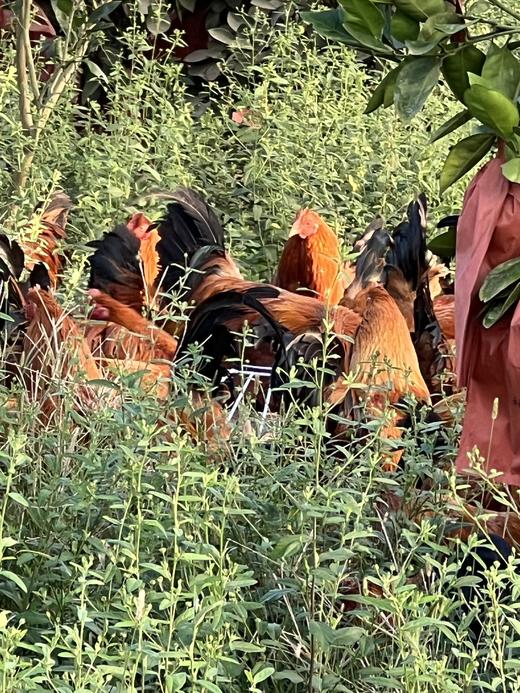 永新县象形果园散养土鸡 商品图2