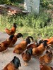 永新县象形果园散养土鸡 商品缩略图0