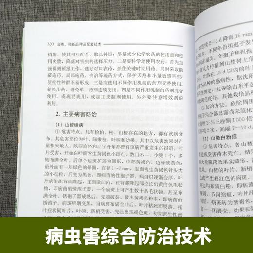 山楂柿新品种及配套技术  山楂树柿子树栽培种植书籍 山楂柿子建园规划肥水管理花果管理技术*修剪技术主要病虫害防治 山楂柿子高产种植技术 山楂柿子绿色高效栽培技术指导书【官方正版，可开发票，下单时留开票 商品图4