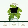 予调绿夏之吻浓香水持久留香 商品缩略图1