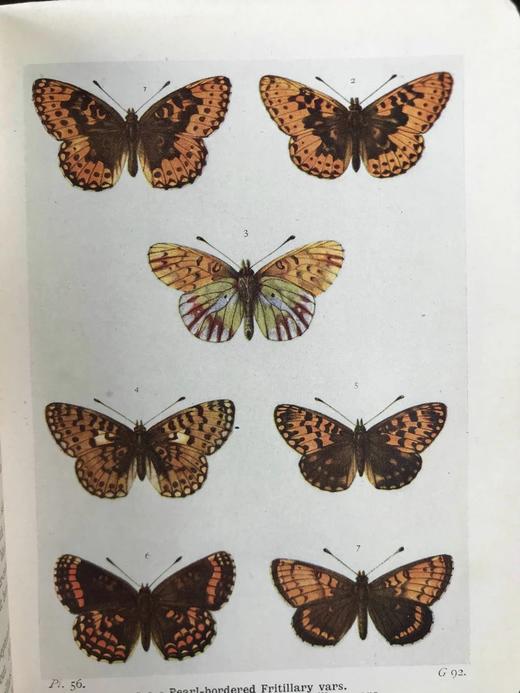 约20世纪早期 不列颠群岛蝶类图鉴 450幅彩色插图与大量黑白插图 漆布精装64开 商品图8
