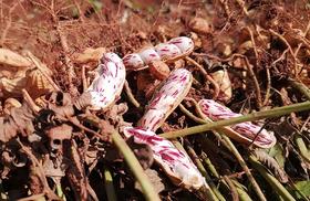 云南高原有机七彩花生 清香独特   甜脆爽口  多汁美味 400g