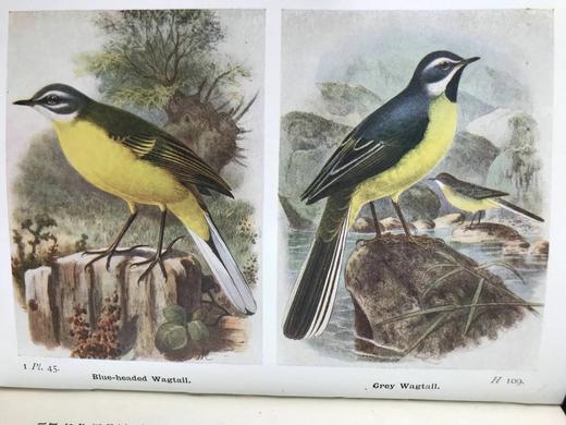 1921年 不列颠群岛鸟类与鸟卵图鉴（全2卷） 455幅彩色插图与大量黑白插图 漆布精装64开 商品图10