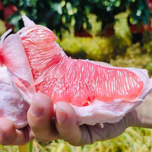 福建琯溪三红柚 柚粒剔透柔嫩 鲜嫩多汁没有酸涩味 富含维C 商品图0