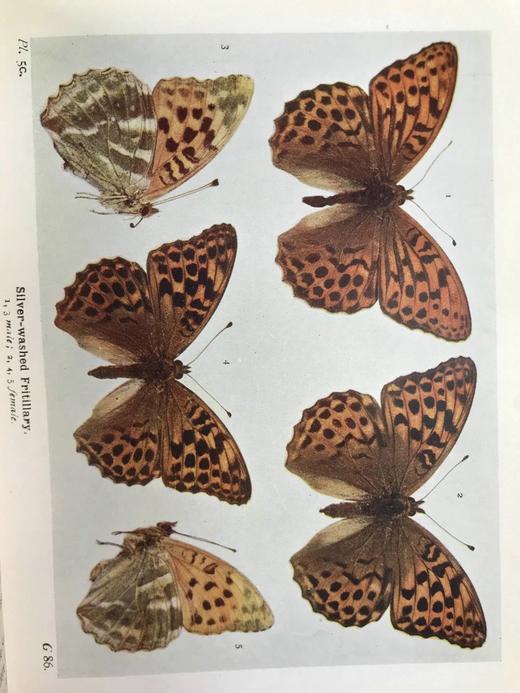 约20世纪早期 不列颠群岛蝶类图鉴 450幅彩色插图与大量黑白插图 漆布精装64开 商品图11