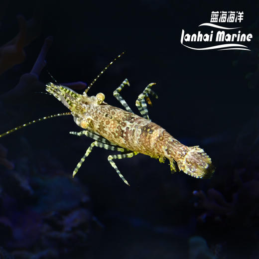 假棉羊虾 商品图0