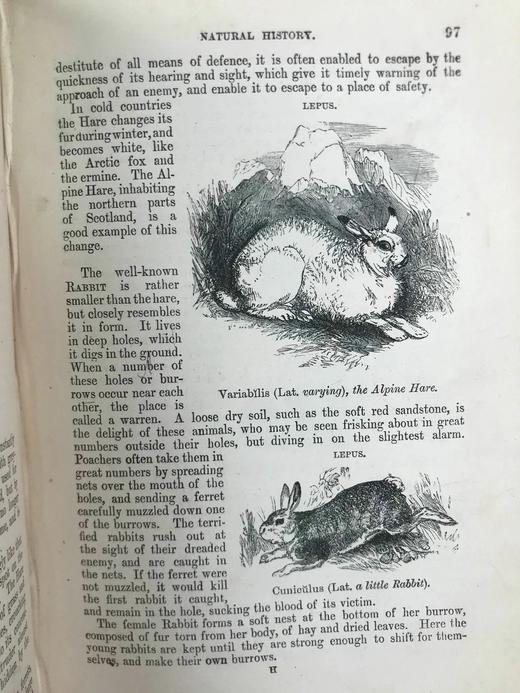 1864年 伍德自然史 480幅版画插图 全真皮精装36开 商品图10