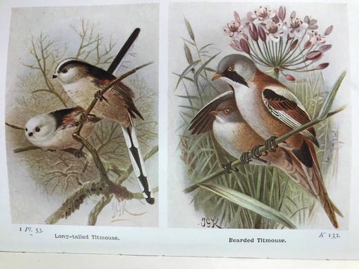 1921年 不列颠群岛鸟类与鸟卵图鉴（全2卷） 455幅彩色插图与大量黑白插图 漆布精装64开 商品图6