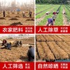 陵川潞党参250g山西党参非特野级生中条无硫农家中药材当参煲汤参 商品缩略图3