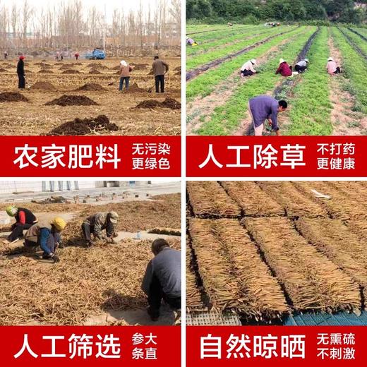 陵川潞党参250g山西党参非特野级生中条无硫农家中药材当参煲汤参 商品图3