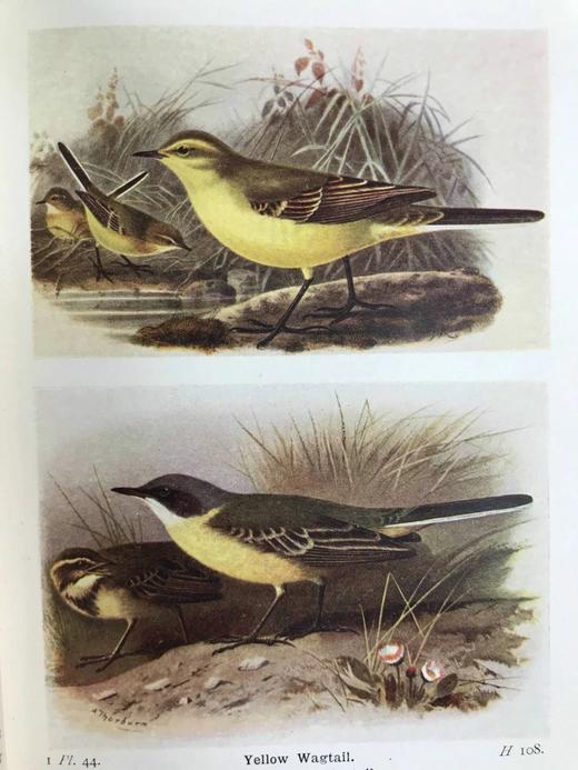 1921年 不列颠群岛鸟类与鸟卵图鉴（全2卷） 455幅彩色插图与大量黑白插图 漆布精装64开 商品图11