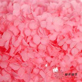 永生绣球 | 樱花粉