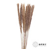 干花 | 小芦苇 商品缩略图0