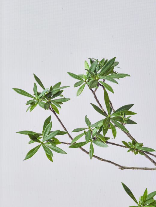 造型栀子花 商品图1