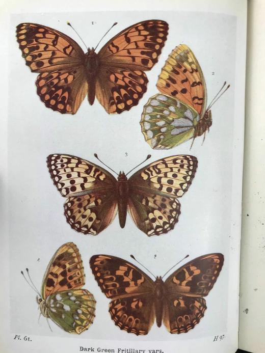 约20世纪早期 不列颠群岛蝶类图鉴 450幅彩色插图与大量黑白插图 漆布精装64开 商品图7
