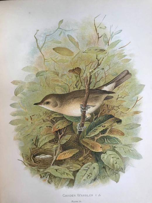 29.5*23.5cm！约20世纪早期 大不列颠与爱尔兰鸟类图鉴（全2卷） 115幅彩色插图 漆布精装大16开 商品图6