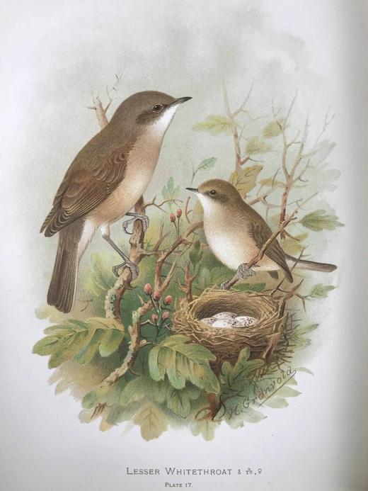 29.5*23.5cm！约20世纪早期 大不列颠与爱尔兰鸟类图鉴（全2卷） 115幅彩色插图 漆布精装大16开 商品图8