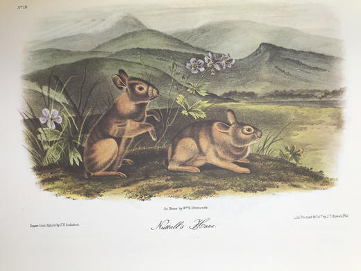 奥杜邦鸟类与哺乳动物图集 655页彩色插图 精装大16开 商品图6