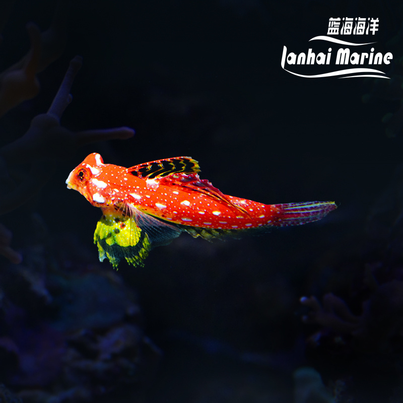 金翅火麒麟（吃虫子）