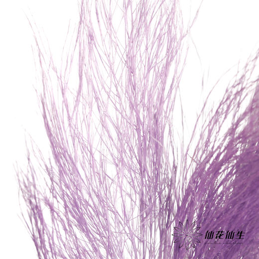 永生花材 ｜ 石草莫奈紫 商品图2