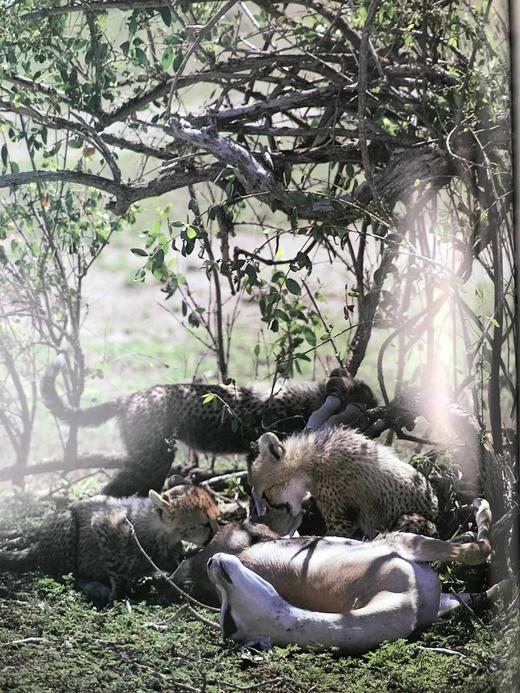 奥杜邦协会猫科动物图集 163幅彩色插图 精装大16开 商品图8