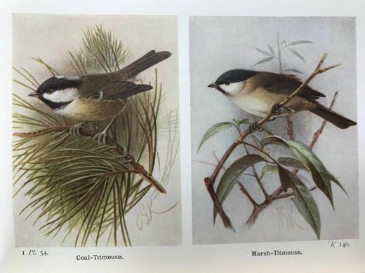 1921年 不列颠群岛鸟类与鸟卵图鉴（全2卷） 455幅彩色插图与大量黑白插图 漆布精装64开 商品图5