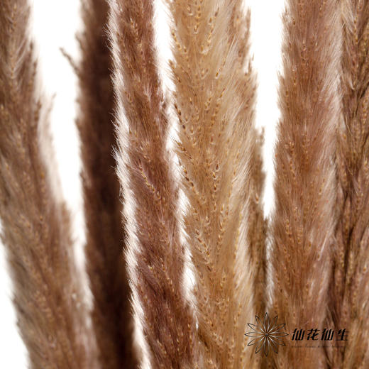 干花 | 小芦苇 商品图3