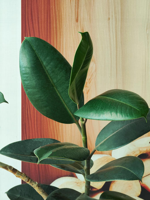 造型黑金刚 商品图2