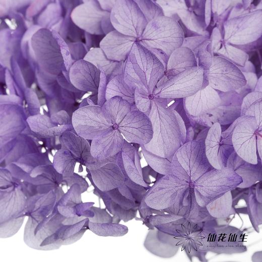 永生绣球 | 香芋紫 商品图3