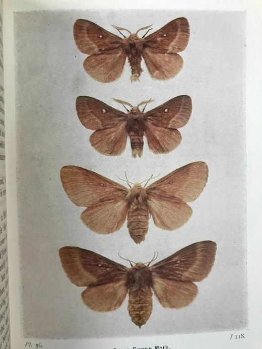 约20世纪早期 不列颠群岛蛾类图鉴（全2卷） 1543幅彩色插图与大量黑白插图 漆布精装64开 商品图7
