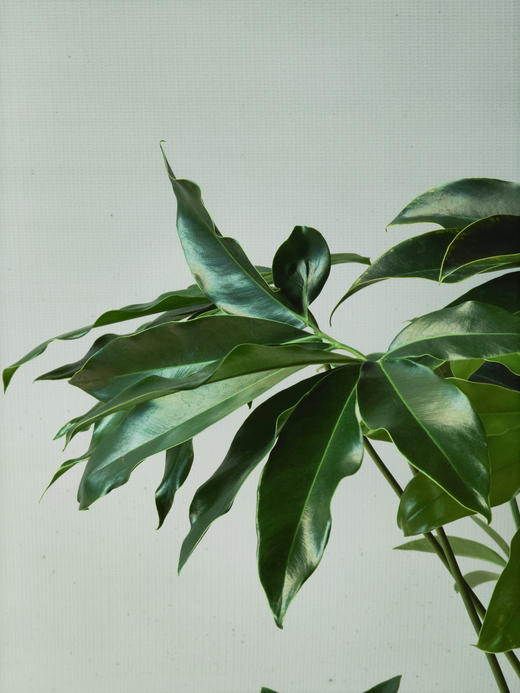 印第安羽毛 商品图1