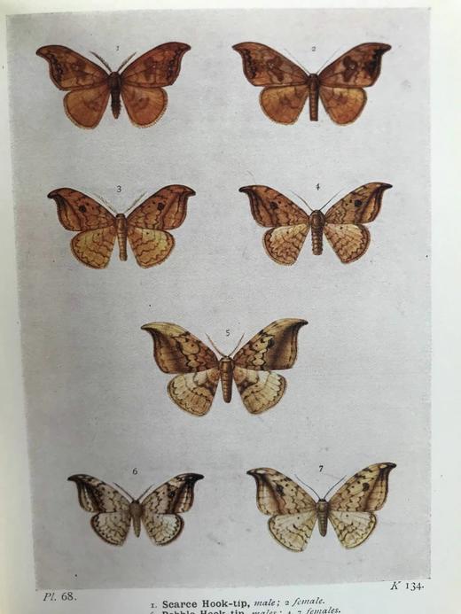 约20世纪早期 不列颠群岛蛾类图鉴（全2卷） 1543幅彩色插图与大量黑白插图 漆布精装64开 商品图4