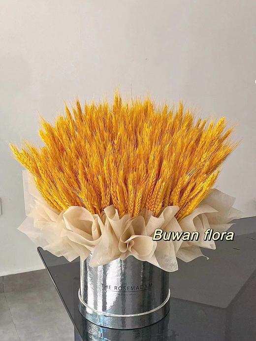 【琳琅】金色优质大麦/黄金大麦（100把/件） 商品图8