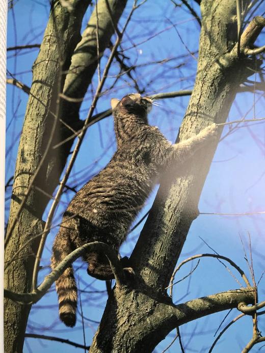 奥杜邦协会猫科动物图集 163幅彩色插图 精装大16开 商品图13