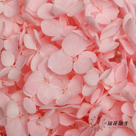 永生绣球 | 托斯纳卡粉 商品图3
