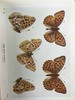 约20世纪早期 不列颠群岛蝶类图鉴 450幅彩色插图与大量黑白插图 漆布精装64开 商品缩略图9