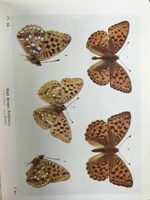 约20世纪早期 不列颠群岛蝶类图鉴 450幅彩色插图与大量黑白插图 漆布精装64开 商品图9