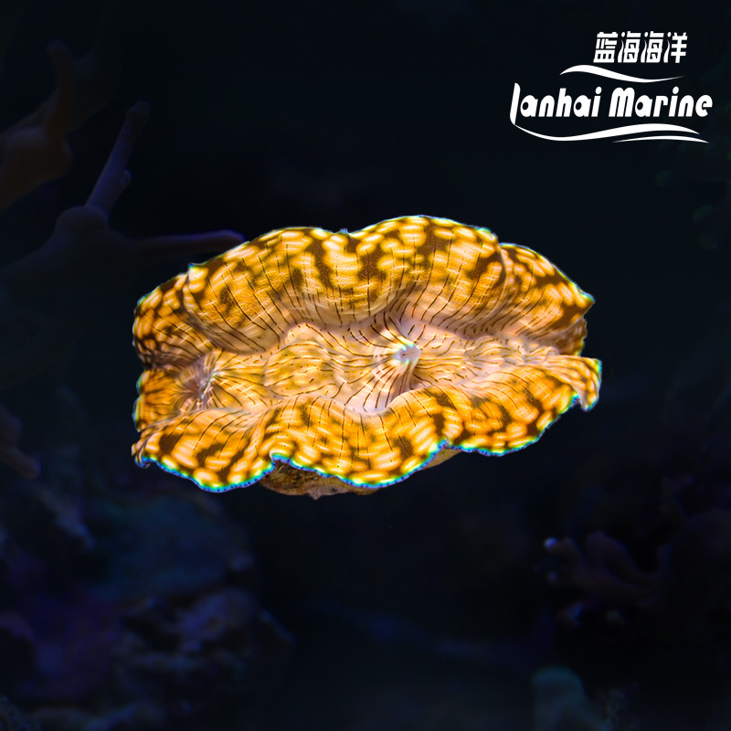 人工无鳞砗磲（南太贝）（滤水）