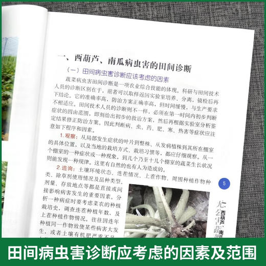 西葫芦南瓜疑难杂症图片对照诊断与* 第2版 无公害蔬菜病虫害防治实战丛书 西葫芦南瓜瓜类蔬菜病虫草害防治技术大全书 角瓜面瓜绿贝贝蔬菜种植技术书 农业园艺学农艺学 *农业出版社【官方正版，可开发票，下 商品图4
