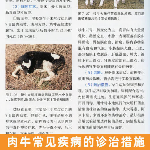 肉牛高效养殖技术问答 【官方正版，可开发票，下单时留开票信息和电子邮箱】 商品图4