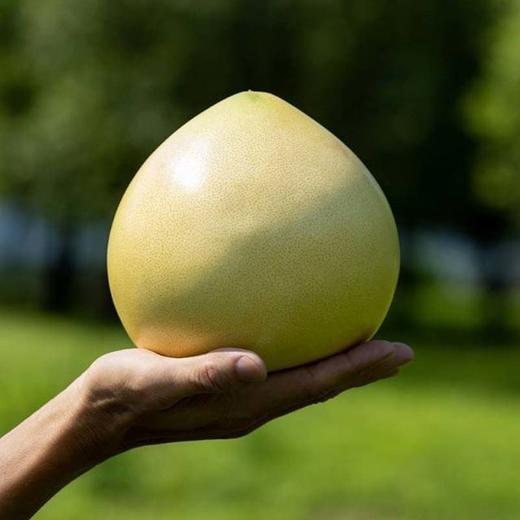 福建琯溪三红柚 柚粒剔透柔嫩 鲜嫩多汁没有酸涩味 富含维C 商品图2