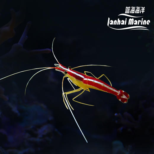 医生虾-斯里兰卡 商品图0