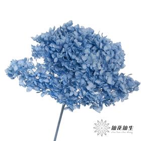 永生绣球 | 兰涟漪