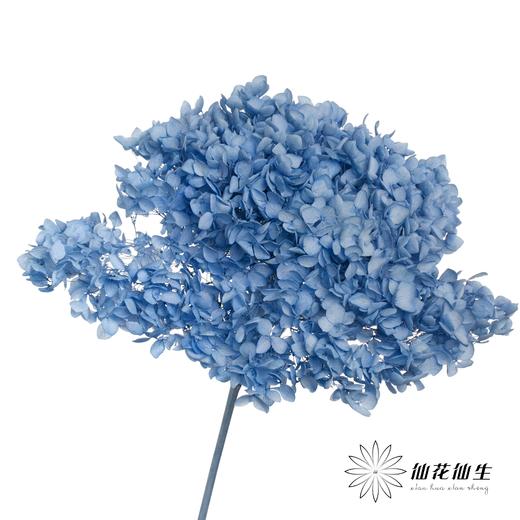 永生绣球 | 兰涟漪 商品图0