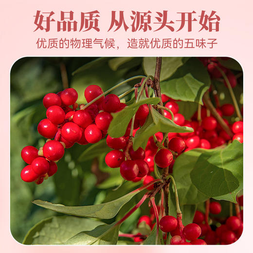 【粮药LY】 五味子(6g*10包) 官方正品 商品图2
