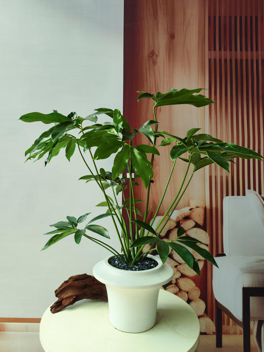 印第安羽毛 商品图0