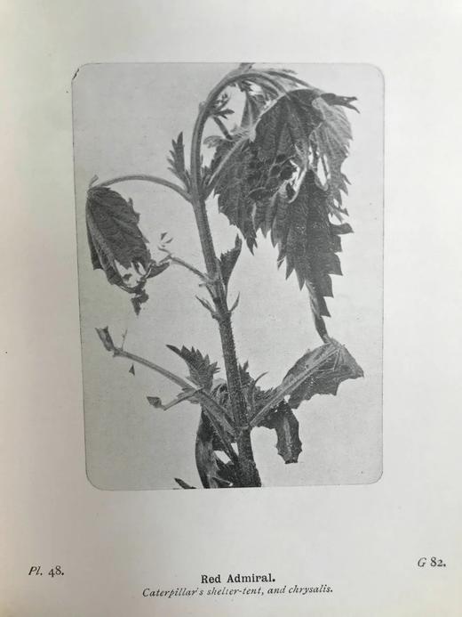 约20世纪早期 不列颠群岛蝶类图鉴 450幅彩色插图与大量黑白插图 漆布精装64开 商品图13