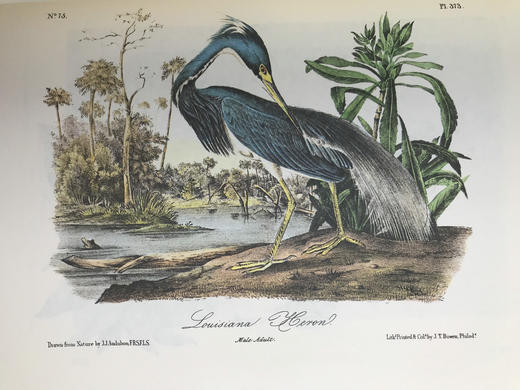 奥杜邦鸟类与哺乳动物图集 655页彩色插图 精装大16开 商品图13