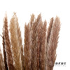 干花 | 小芦苇 商品缩略图2