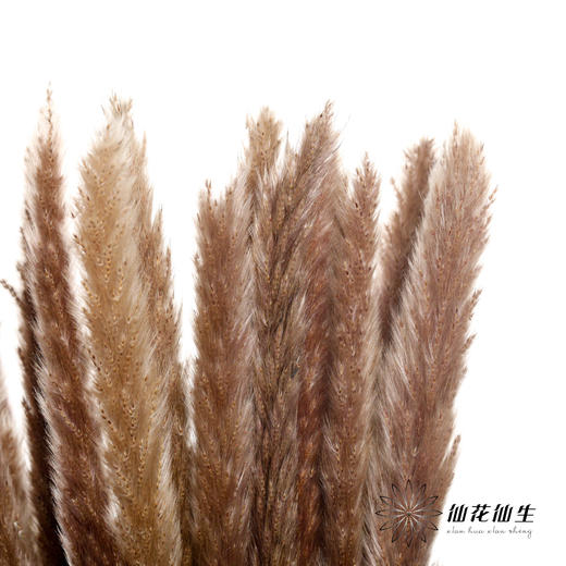 干花 | 小芦苇 商品图2
